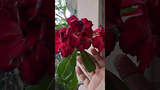 BONSAI CALACHUCHI FLOWER asmr ytshorts shorts viralvideo [upl. by Ttelrahc]