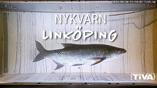 Fiskvandring live i Linköping [upl. by Nodlehs527]