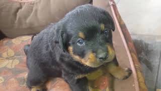 Rottweiler Wink I GIFed it [upl. by Johppa]