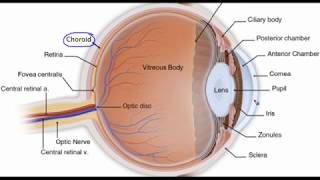 Eye anatomy [upl. by Tebazile]