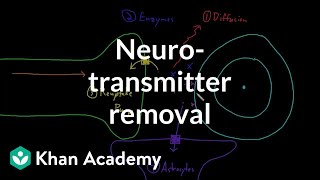 Neurotransmitter removal  Nervous system physiology  NCLEXRN  Khan Academy [upl. by Retrop]