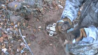 Best Step over set ever for Coyote Trapping and equipment and bait needed [upl. by Blackstock266]