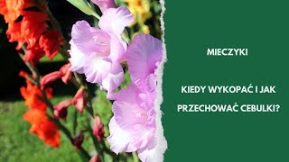 Mieczyki kiedy wykopać i jak przezimować cebulki [upl. by Aicilana]