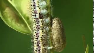 Braconidae Microplitis retentus parasite Le Marbré de Cramer [upl. by Goldia]