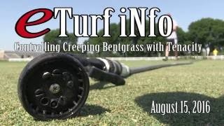 eTurf iNfo Controlling Escaped Creeping Bentgrass  August 16 2016 [upl. by Esilegna]