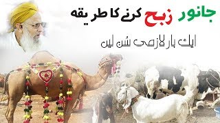 qurbani ka tarika aur dua  janwar zibah karne ka asan tarika  Hafiz Hafeez Ur Rehman Qadri Bayan [upl. by Nithsa]