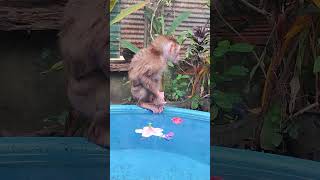 animals happy life monkey dog cat [upl. by Slayton]