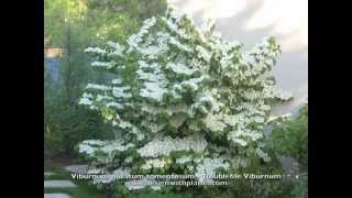 Viburnum plicatum tomentosum  Doublefile Viburnum [upl. by Karlyn]