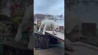 Dogo argentino puppies Lithuania puppy dogoargentinopuppies dogoargentinadogs [upl. by Duvall]