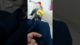 cockatiel cockatielsinging birds cockatielsing cockatielsound parrot cockatielbird [upl. by Trinl]