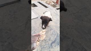 song rehne ko ghar nahin🐕🐕🐕🐕 [upl. by Niuqaoj]