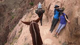 Grand Canyon Mule Rides [upl. by Rebekkah471]