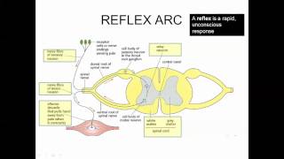 Stimulus Response Perception of Stimuli IB Biology [upl. by Radnaxela444]