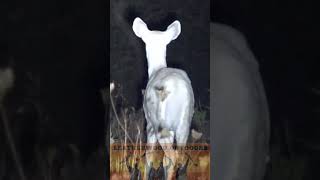 Albino Deer Spotting in Pennsylvania [upl. by Zebedee265]