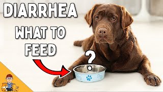 Youre Feeding Your Dog With Diarrhea WRONG Home Treatment Vet Advice [upl. by Philipa]