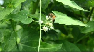 Honeybee forages on honeyvine milkweed [upl. by Assenal]