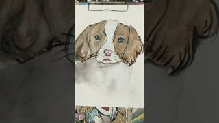 English Springer Spaniel [upl. by Herwin]