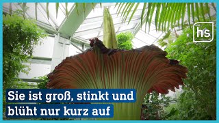 Titanenwurz im Frankfurter Palmengarten  hessenschau [upl. by Eatnod]