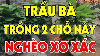 Trồng cây Trầu Bà những chỗ này sẽ gánh tài lộc về cho gia chủ [upl. by Meeharbi590]