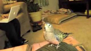 quigley bourke parakeet talking 2 [upl. by Reiniar]