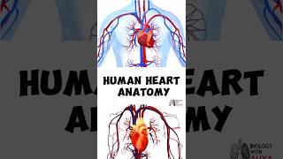 Human Heart Anatomy medical animation 3d short Biology with Aliya [upl. by Gnex]