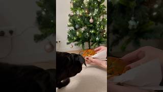 My first crayfish 🙈 puppy griffon christmas [upl. by Helaina]