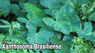 Xanthosoma brasiliense ज़ैंथोसोमा ब्रासिलिएन्स Elephant Ear Plant Care  Xanthostemon Plant [upl. by Esaertal]