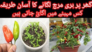 How to grow green chilli plant at home  How to collect green chilli seed from fruit [upl. by Aneloaup]