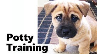 How To Potty Train A Bullmastiff Puppy  Bullmastiff House Training Tips  Bullmastiff Puppies [upl. by Aruabea]