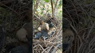 Rufous treepie bird babies P 1 shorts [upl. by Cornish]