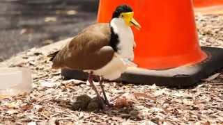 Masked Lapwing Masked Plover formerly Spurwinged Plover Vanellus miles  Maskenkiebitz 6 [upl. by Nellda630]