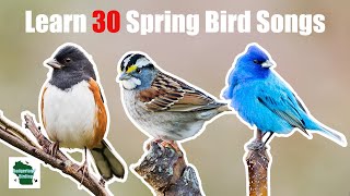 Learn 30 Spring Common Backyard Bird Songs and Calls Central and Eastern United States [upl. by Aleak]