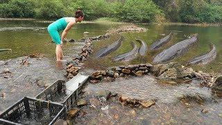 Unique Fishing Smart village girl build fish trap with many stone catch big catfish [upl. by Llechtim]