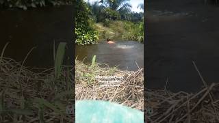 Mau ngambil perangkap ikan malah hilang shortsvideos sungaikecil kebunsawitkalimantan [upl. by Ahsiram]