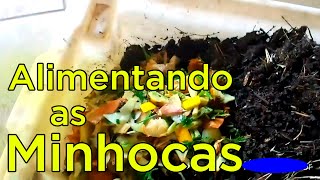 Como Alimentar as Minhocas do Minhocário [upl. by Akirdnuhs]