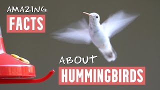 Amazing Facts About Hummingbirds  Includes Slow Motion Hummingbirds [upl. by Neimad]