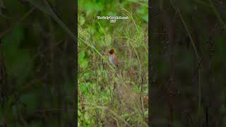 The Scalybreasted munia bird  Scalybreasted munia bird is seating on the tree  bird Photography [upl. by Bunnie]