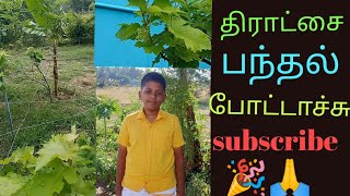 thiratchaikku panthal போட்டாச்சு  welcome to Namritas engal veetu thottamgardenninggardeningtips [upl. by Kast890]