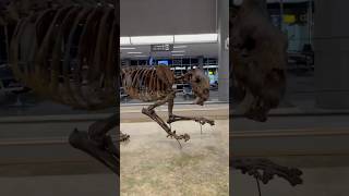 Saber Tooth Cat Skeleton from the Cincinnati Museum Center on display at the CVG Airport [upl. by Sheline543]