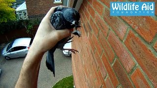 GoPro rescue  Pigeon hanging by the beak [upl. by Anitsyrhk]