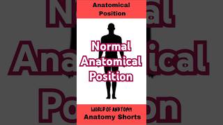 Anatomical Position anatomy biology science mbbs education shorts [upl. by Ynattib981]