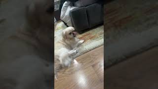 dog puppy cute funny cutepuppy lol [upl. by Sarena334]