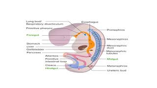 L 5 Embryology  Development of Hindgut  GIT 2 Module [upl. by Ardnic]