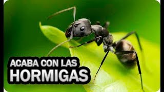 👉Usa ESTE Remedio Casero Y ACABARAS Con HORMIGAS Y Mosca De La Col [upl. by Cran]