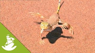 Lizard dancing  Techniques for the heat [upl. by Nussbaum]