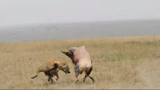 Hyena fights two antelopes to kill their calf [upl. by Annayr]