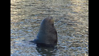 Cabo San Lucas sea lions in harbor [upl. by Leoy]