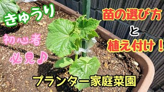 おすすめ♪きゅうりの育て方【苗選び方と植え付け方法】プランター栽培 [upl. by Retsel]