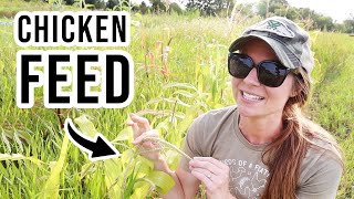 Grow These 5 Crops For FREE Chicken Feed  Self Sufficient Livestock Grain [upl. by Wsan]