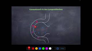 Biologie Gasaustausch in den Lungenbläschen I Reagenzglas [upl. by Uamak]